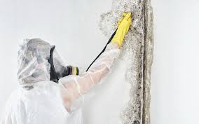 Why You Should Choose Our Mold Remediation Services in Candler Mcafee, GA